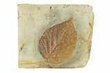 Fossil Leaf (Beringiaphyllum) - Montana #270963-1